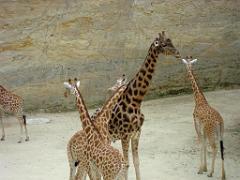 149 BIO PARC DE DOUE LA FONTAINE 2- 2016_000030